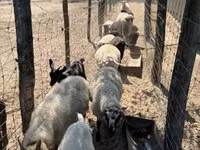Schaf, Merino sheep — Foto 1