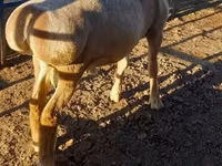 Bélier, Arashan sheep — photo 6