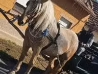 Yegua, Caballos — foto 6