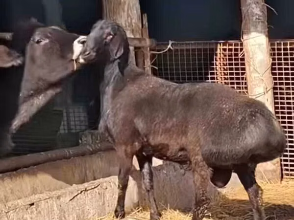 كبش, الأغنام
