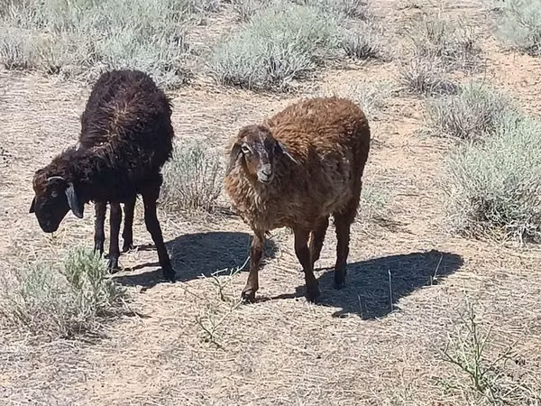 Bélier, Edilbay sheep