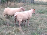 Carnero, Rouge de l’Ouest sheep — foto 1