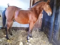 घोड़ा, Nonius horse — फ़ोटो 6