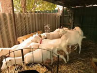 Chèvres (lot, sexe non indiqué), Pomellata goat — photo 1