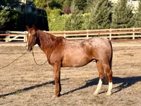 公马, Quarter Horse — 照片 4