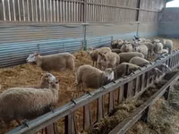 Oveja, Rouge de l’Ouest sheep — foto 2