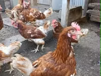 Chickens — फ़ोटो 4