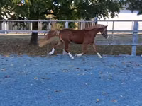 公马, Welsh Cob — 照片 2
