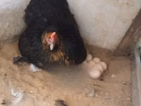 Chickens — photo 2