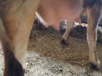 Vache, Race Alatauskaya — photo 4