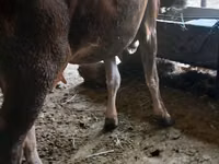 Vache, Race Alatauskaya — photo 3