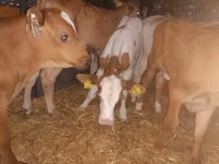 सांड, Simmental cattle — फ़ोटो 1