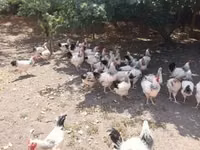 ससेक्स — फ़ोटो 5