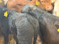 Rinder (Partie, Geschlecht nicht angegeben), Simmental cattle — Foto 5