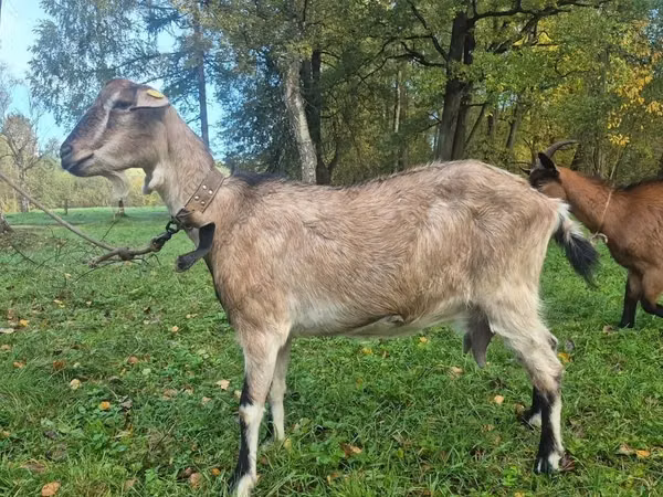 عنزة, Alpine goat