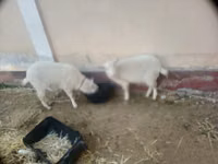 母山羊, Irish goat — 照片 1