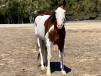 Cheval, American paint horse — photo 4