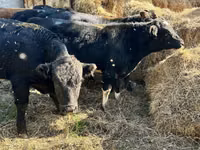 Taureau, Swiss cattle — photo 2