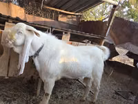 تيس, Gulabi goats — الصورة 6
