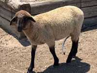 公羊, Hampshire sheep — 照片 2