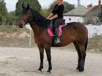 Yegua, Hungarian horse breed — foto 5