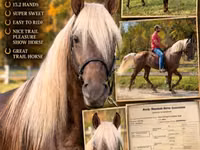 Cheval, Rocky Mountain Horse — photo 1