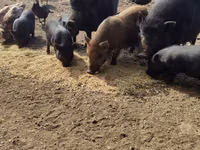 नर सूअर, सूअर — फ़ोटो 1