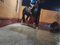 公马, Russian warmblood — 照片 5