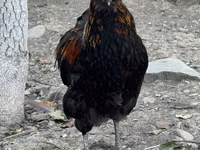 Ameraucana — foto 1
