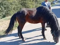 公马, Horses — 照片 2