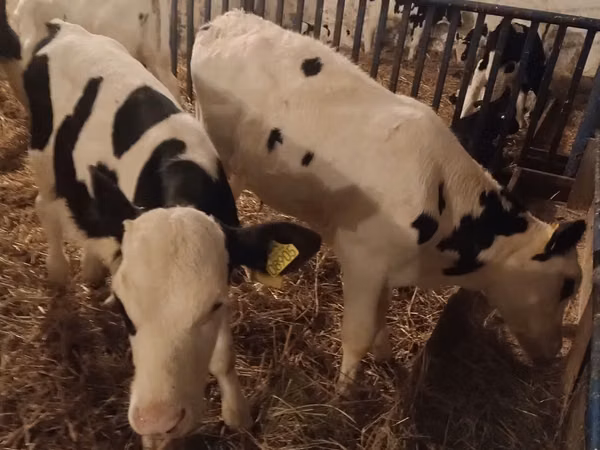 Bulle, Russian Black pied cattle