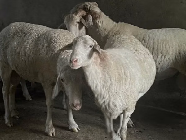 Widder, Assaf sheep
