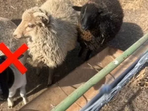 Brebis, Moutons
