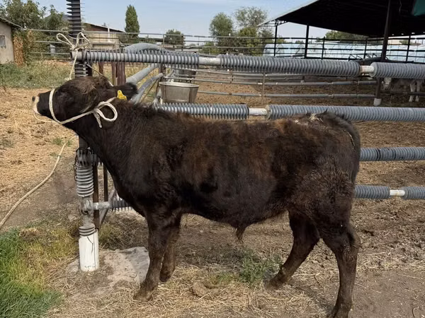 公牛, Aberdeen-Angus