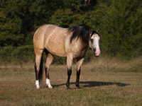 母马, Quarter Horse — 照片 2