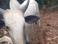 Vache, Bovins — photo 4