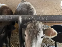 Vache, Russian Black pied cattle — photo 7