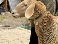 母羊, Arashan sheep — 照片 2