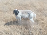 Schafe (Partie, Geschlecht nicht angegeben), South meat sheep — Foto 2