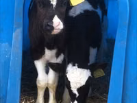 Taureau, Vache rouge danoise — photo 4