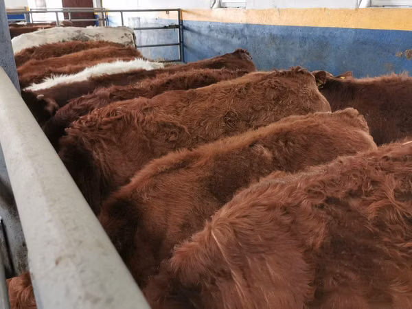 牛只（批次，未指定性别）, Limousin cow
