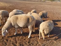 Schaf, Merino sheep — Foto 3