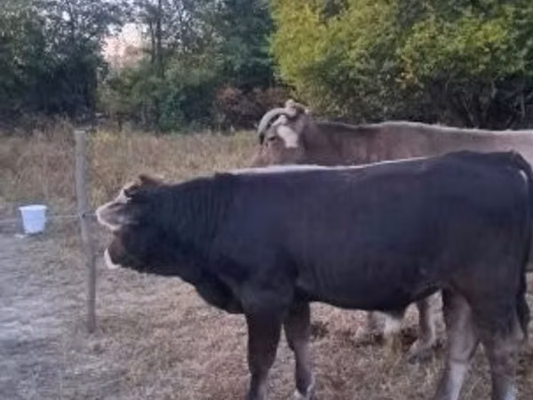 公牛, Brown Carpathian breed