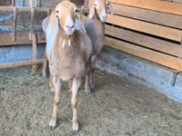 Schaf, Arashan sheep — Foto 3