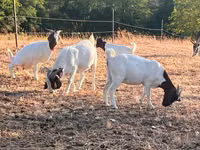 Ziege, Boer goat — Foto 1