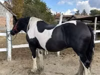 母马, Gypsy horse — 照片 1