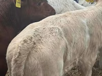 मवेशी (लॉट, लिंग निर्दिष्ट नहीं), Simmental cattle — फ़ोटो 3