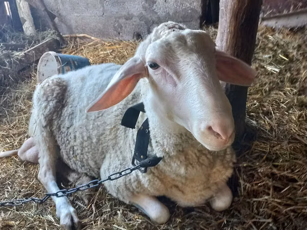 Widder, Awassi sheep