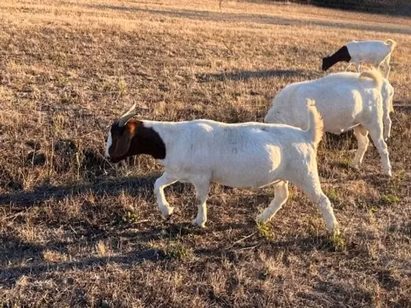 Billy Goat, Boer goat