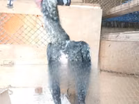 poules Shamo — photo 2